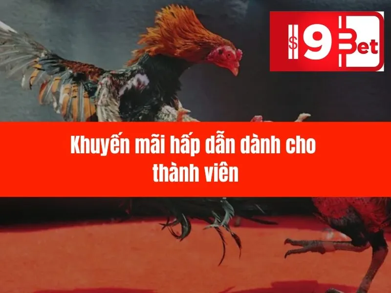 Đá Gà Trực Tuyến